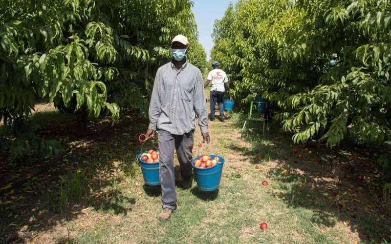 Criminele organisatie 'verkocht' Marokkanen in Spanje