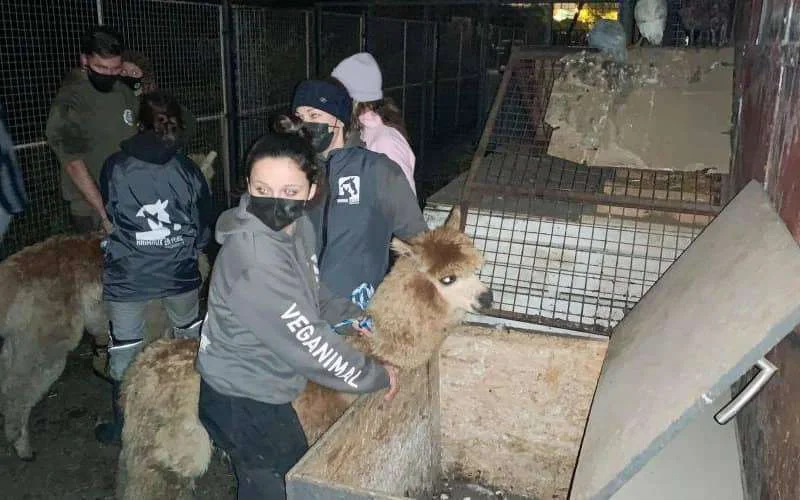 België: verwaarloosde dieren gered uit educatieve boerderij van koranschool