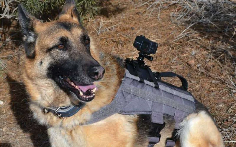Marokkaans leger schiet spionagehond neer in Guerguerat