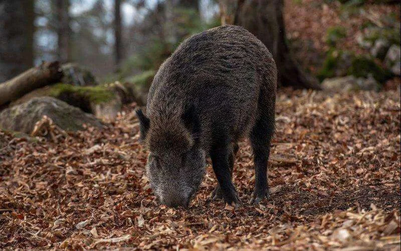 Marokko: vrouw en kind bijna gedood door wild zwijn