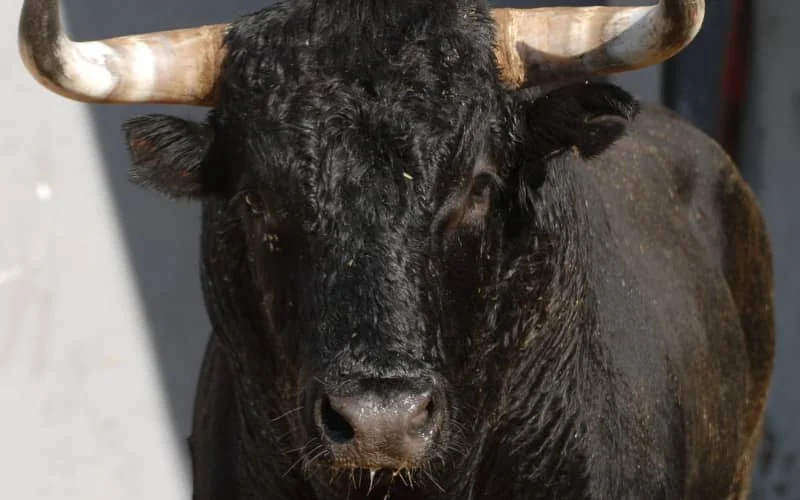 Vrouw overleeft aanval stier niet in Marokko