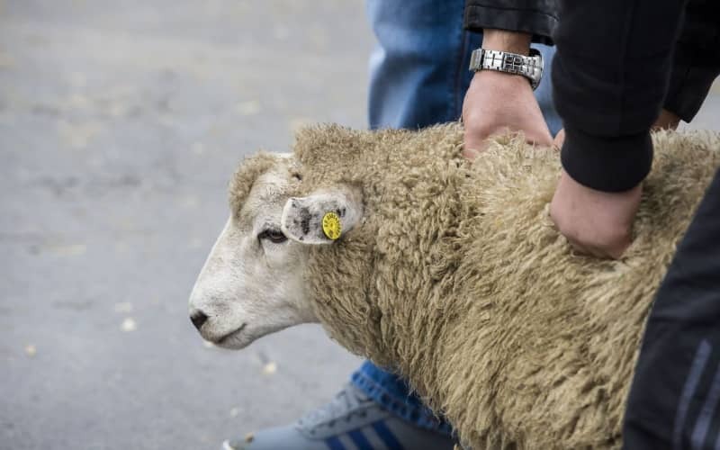 Vlaanderen mag van Europees hof onverdoofd slachten verbieden