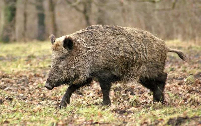 Wilde zwijnen verwoesten begraafplaatsen in Marokko