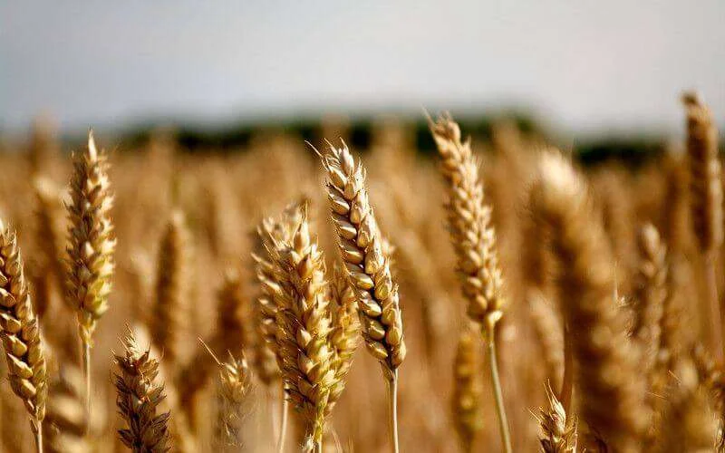 Oekraïne wordt hoofdleverancier tarwe van Marokko