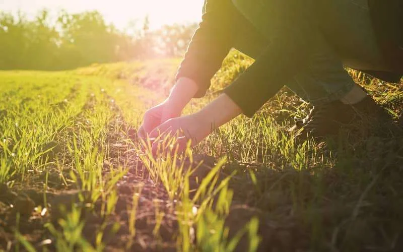 Marokko maakt werk van biologische landbouw