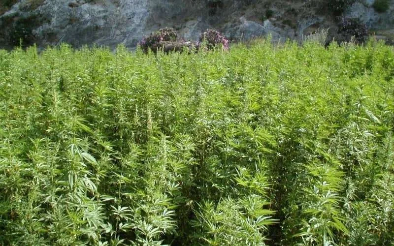 Marokko zet nieuwe stap naar cannabis-legalisering
