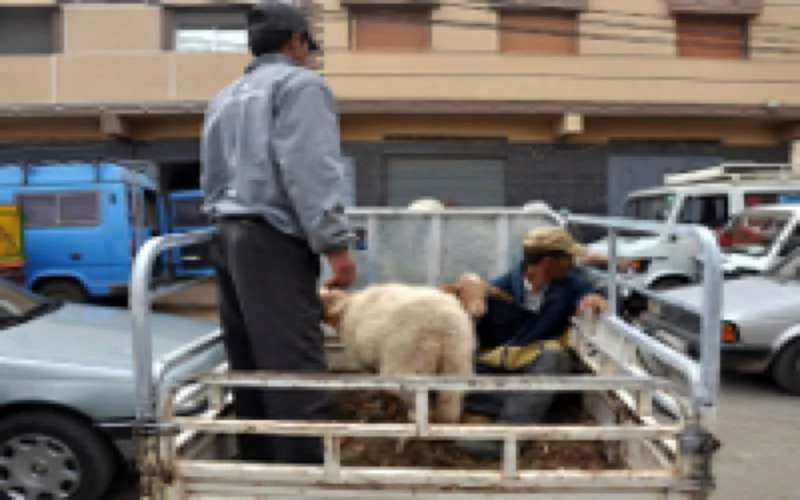Aftellen naar Offerfeest begonnen in Marokko