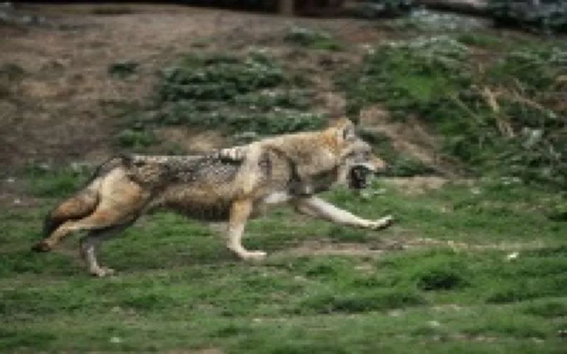 Rabat jaagt op wilde zwijnen en wolven