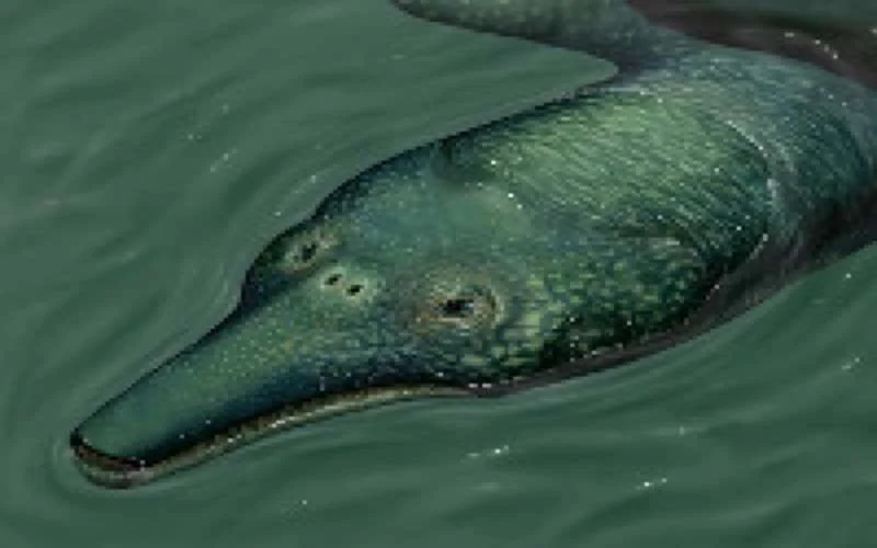 Schildpad van 63 miljoen jaar ontdekt in Marokko