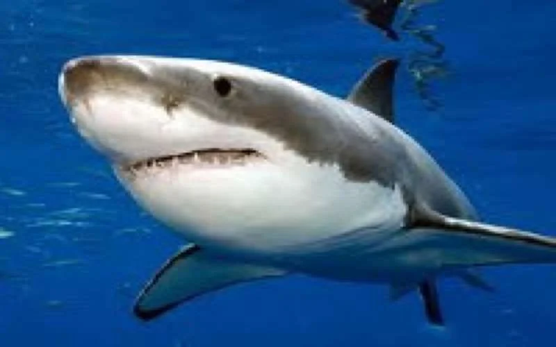 Haaien in het noorden van Marokko