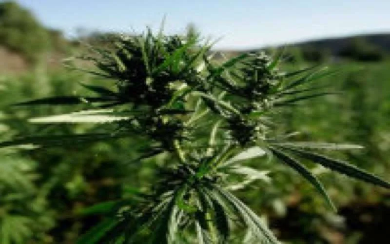 Algerije legt hand op 127 ton drugs uit Marokko