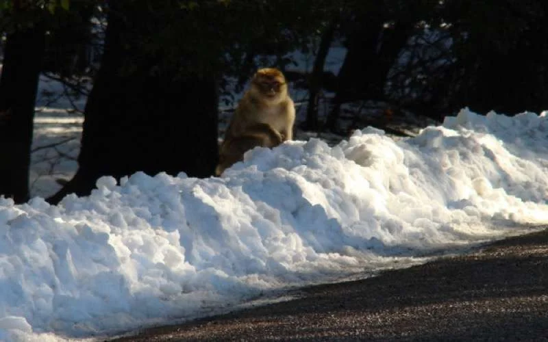 Sneeuw legt deel Marokko lam