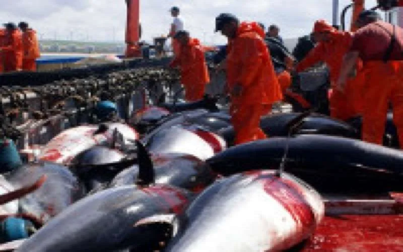 Europeanen mogen binnenkort opnieuw in Marokko vissen