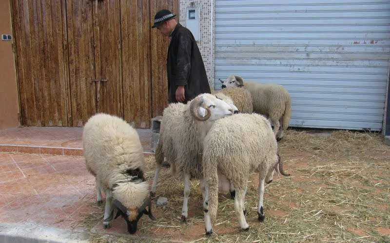 Handelaren druk met offerfeest