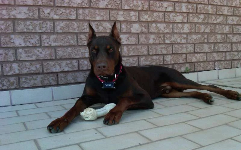 Verkrachters laten slachtoffers door Dobermann bewaken in Marokko