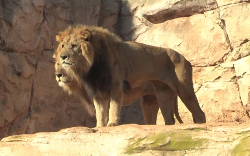 Mysterie rond terugkeer Atlasleeuw opgelost in Marokko