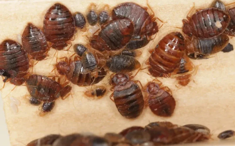 Marokko verscherpt grenscontroles na uitbraak bedluizen in Frankrijk