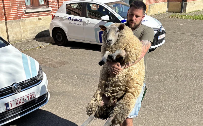 Eid ul-Adha: schapen uit trouwstoet "gered" in Brussel