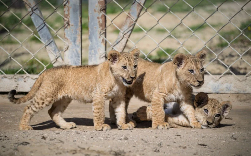 Marokko overweegt herintroductie Atlasleeuw met welpen uit Tsjechië