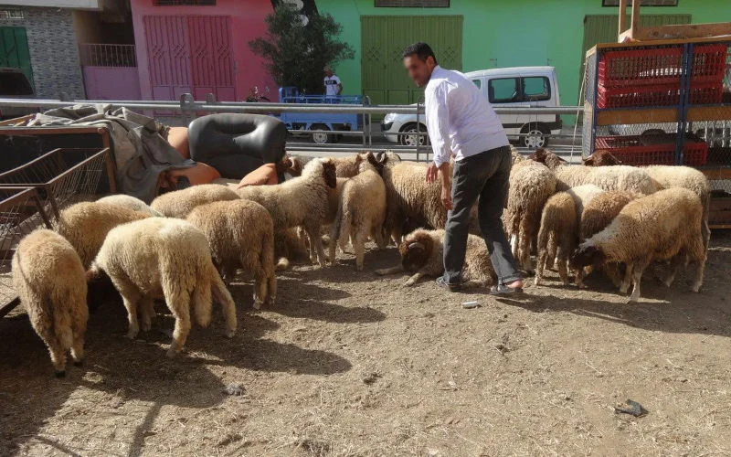 Schapen in beslag genomen in Tanger