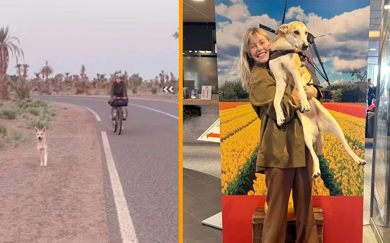 Brits echtpaar adopteert Marokkaanse zwerfhond na 80 km achtervolging