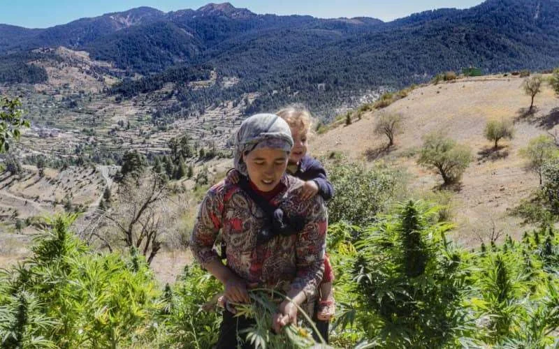 Marokko: gemeenten vragen vergunning voor cannabisteelt