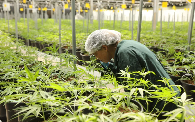 Marokko zoekt Nederlandse investeerders voor legale cannabis