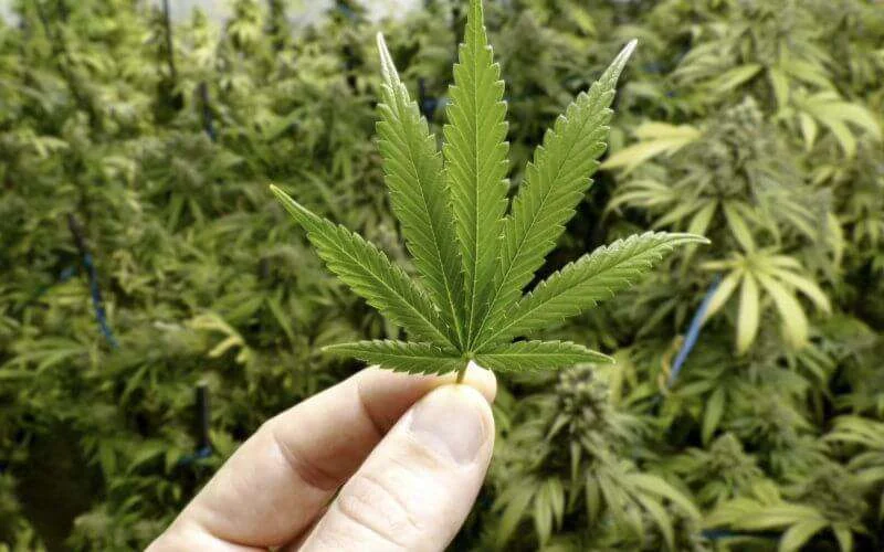 Marokko: dit zijn de voorwaarden voor cannabisteelt