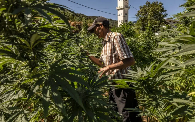 Cannabisboeren Taounate: "Al jaar geen geld gezien"