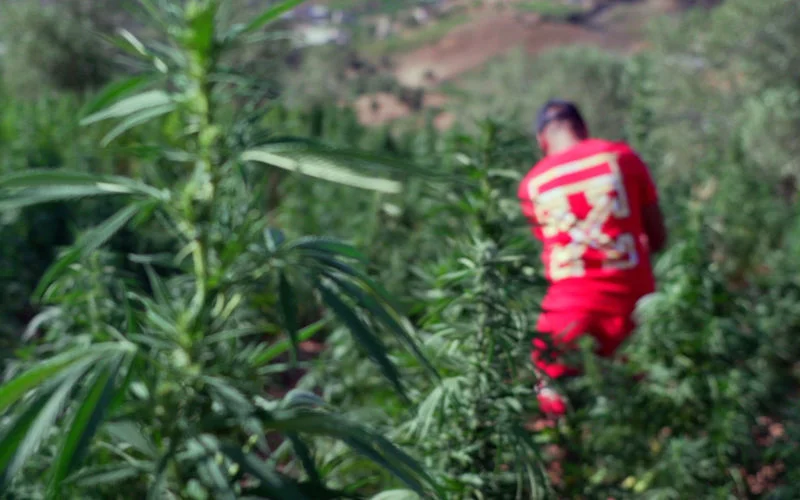 Koninklijk pardon cannabisboeren "voelt als een wedergeboorte"