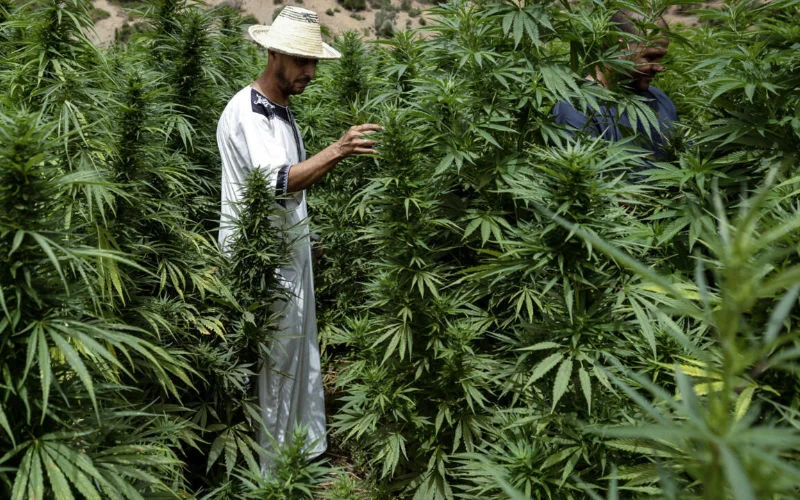 Marokko's cannabisbazen komen naar Amsterdam