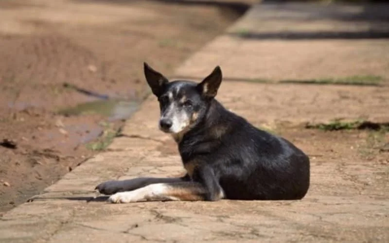 Hondsdolheid bij hond uit Marokko in Melilla