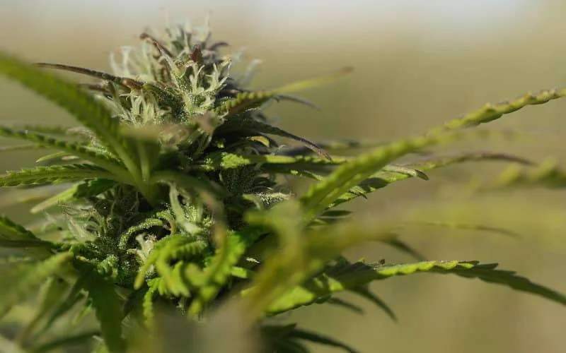 Tanger gastheer van eerst cannabis-conferentie in Marokko