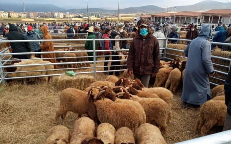 Marokko: lokale controlecomités voor Eid ul-Adha