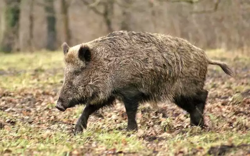 Dodelijke aanval door wilde zwijn in Marokko