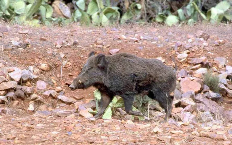 Zorgen in Marokko door aanvallen wilde zwijnen