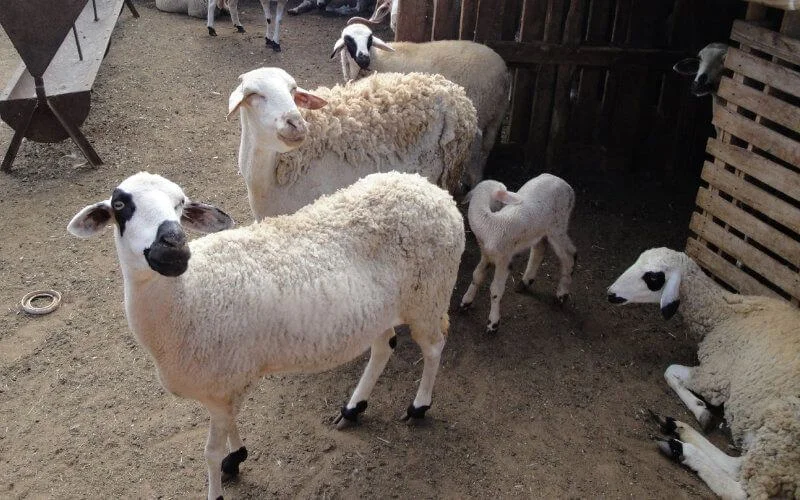 Eid ul-Adha: verkoop van schapen verboden in Marokko?