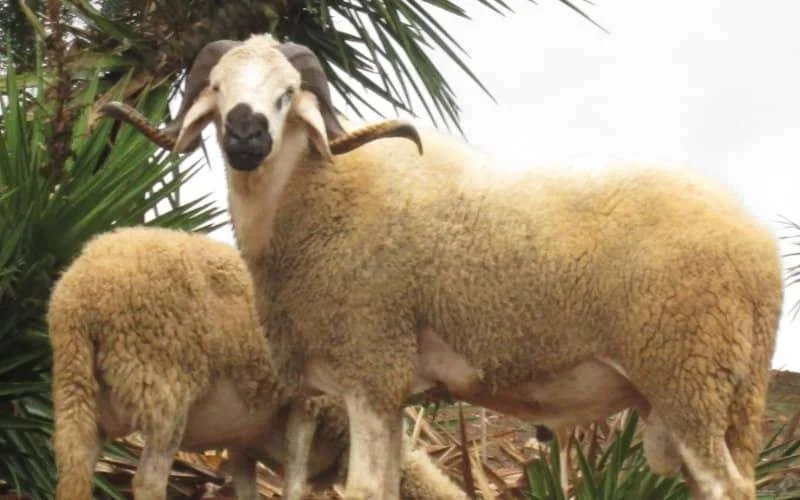 Melilla: politieke rel over importverbod op Marokkaanse schapen