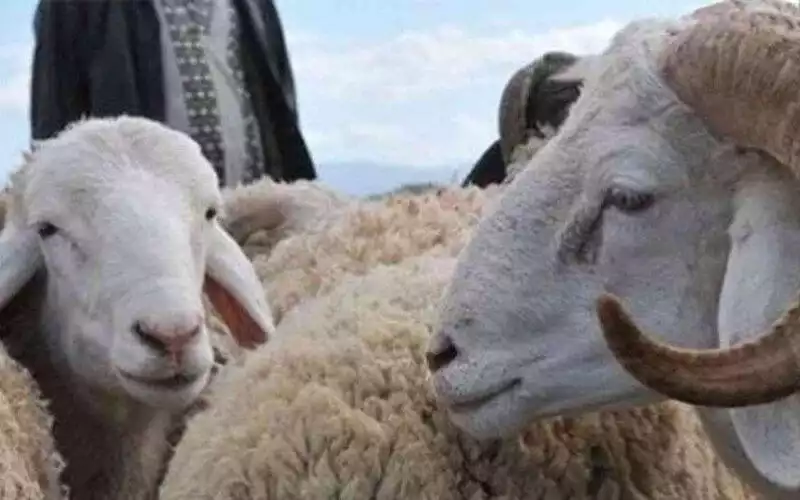 Eid ul-Adha wel of niet gevierd in Marokko? Premier Akhannouch antwoordt