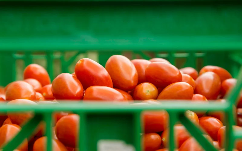 Europese import van Marokkaanse tomaten opgeschort?