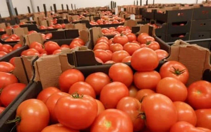 Nieuwe EU-regels bedreigen Marokkaanse tomatenexport