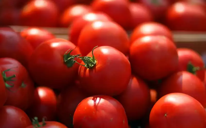 Groenten exporteurs doen dringend beroep op Marokkaanse overheid