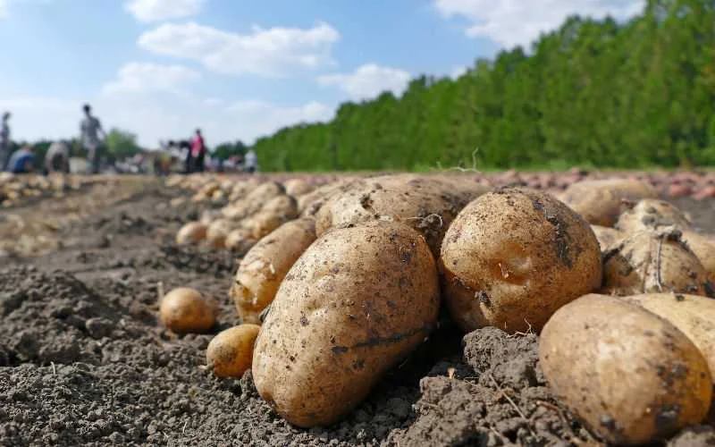 Hoge groenteprijzen dwingt Marokko tot verlaging export
