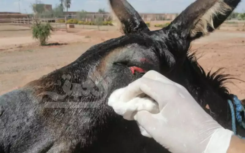 Barbaarse daad: poten ezel afgehakt in Marokko