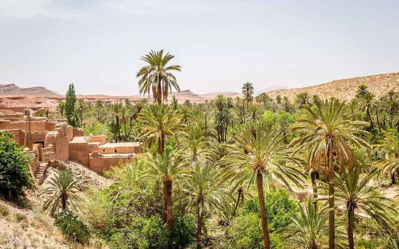 Algerije verbiedt demonstratie van Marokkaanse boeren