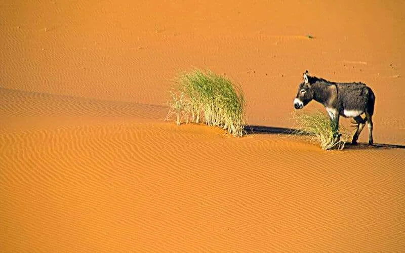 Hittegolf blijft aanhouden in Marokko