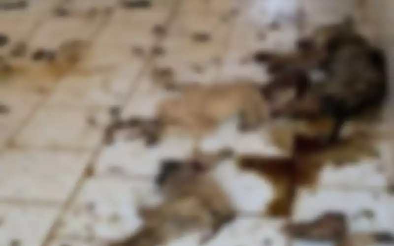 Verontwaardiging in Marokko over verwaarloosde honden in dierenasiel