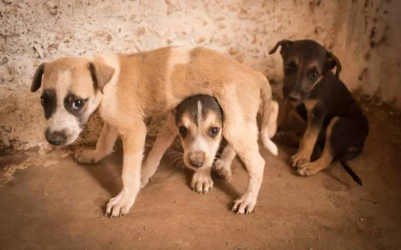 Dozijn honden dood door vergiftiging in Agadir