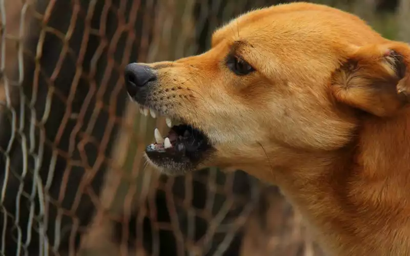 Geval van hondsdolheid in Spanje, Marokko met de vinger gewezen