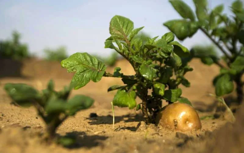 Exportpotentieel Marokko en Israël sterk gegroeid
